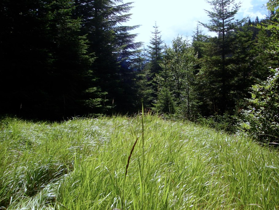 Опушка леса