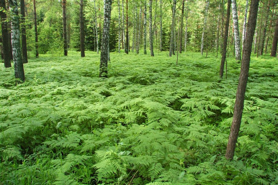 Лес Академгородка Новосибирск