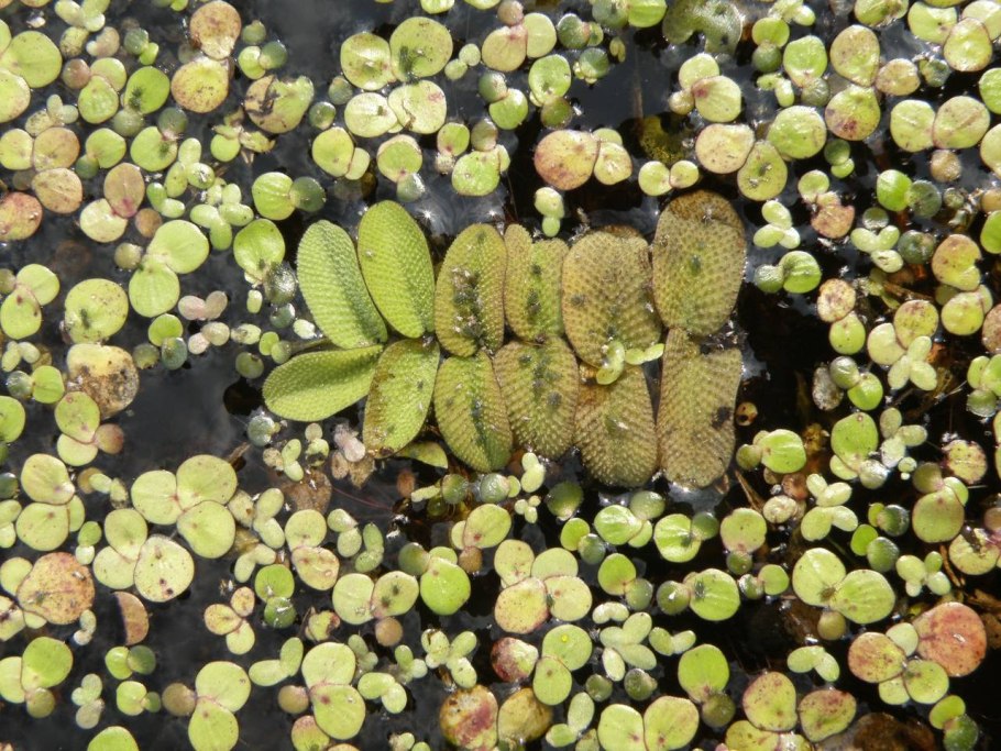 Salvinia cucullata