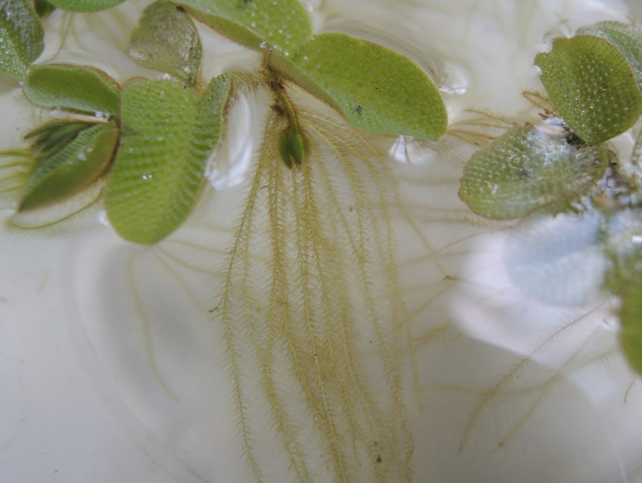 Salvinia oblongifolia