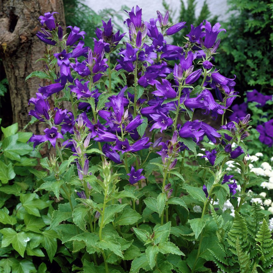 Колокольчик широколистный Альба