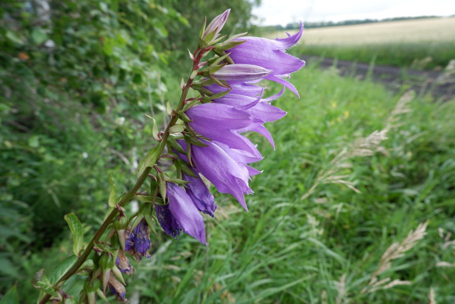 Колокольчик персиколистный и колокольчик широколистный