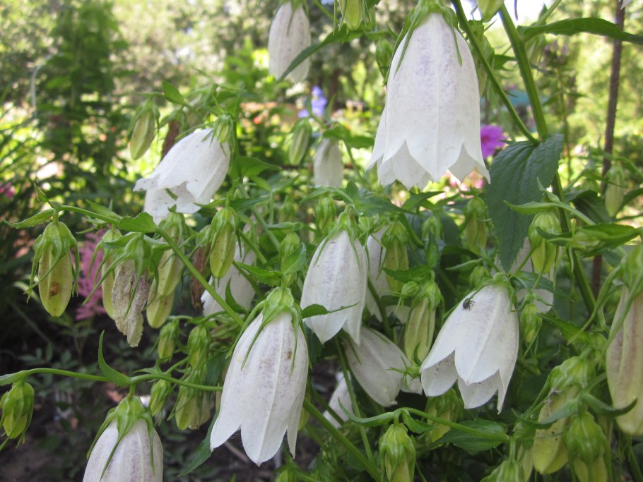 Колокольчик холодолюбивый campanula