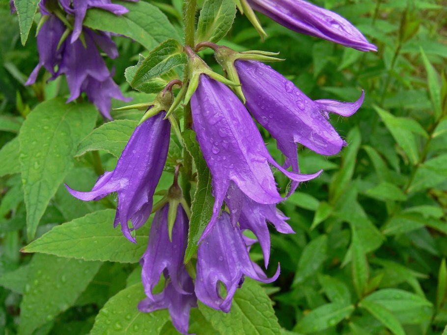 Колокольчик широколистный Карпатский