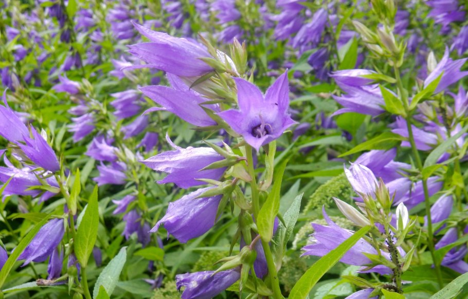 Колокольчик крапиволистный bernice