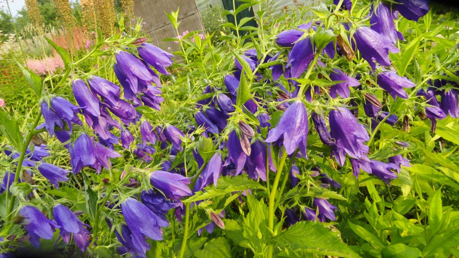 Колокольчик широколистный (Campanula latifolia)