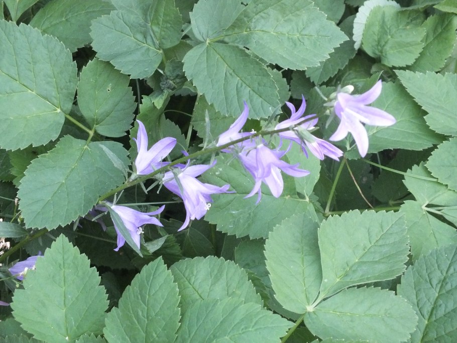 Колокольчик широколистный