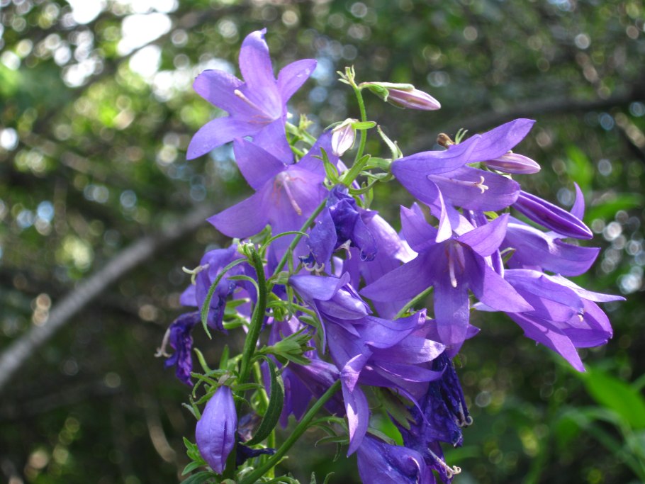 Платикодон Лесной