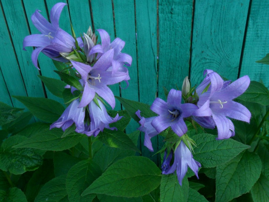 Колокольчик широколистный