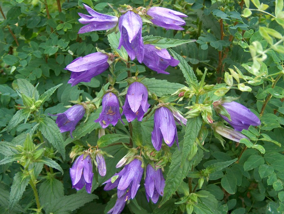 Campanula Bononiensis