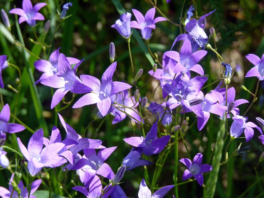 Колокольчик тонколистный
