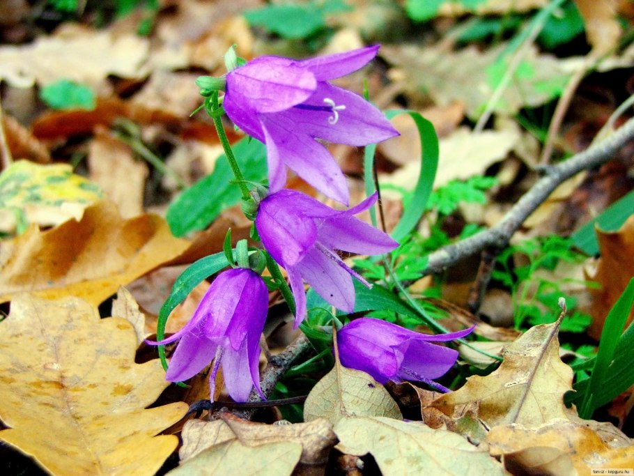 Колокольчик сиреневый узколистный