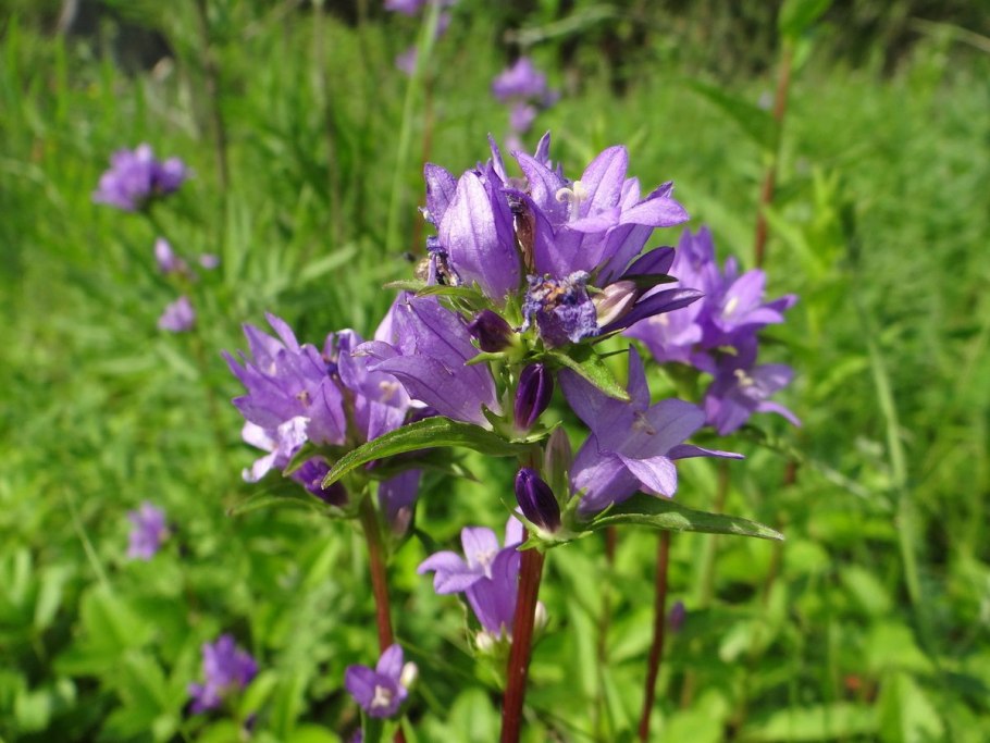 Колокольчик крапиволистный