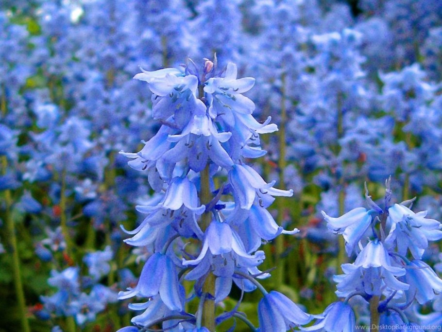 Колокольчик широколистный (Campanula latifolia)