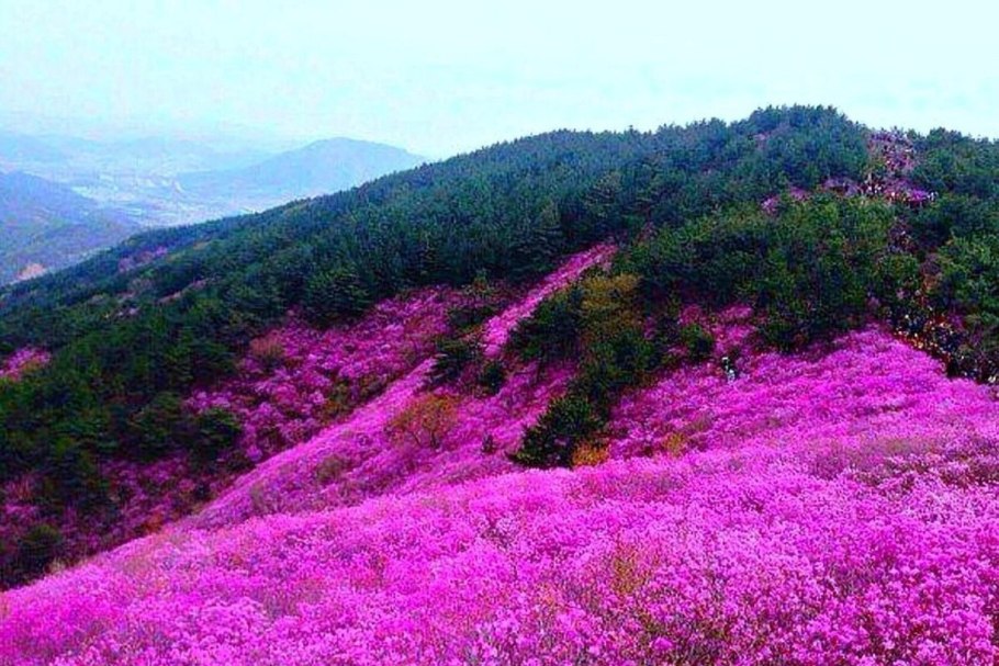 Ягоды в лесу брусника