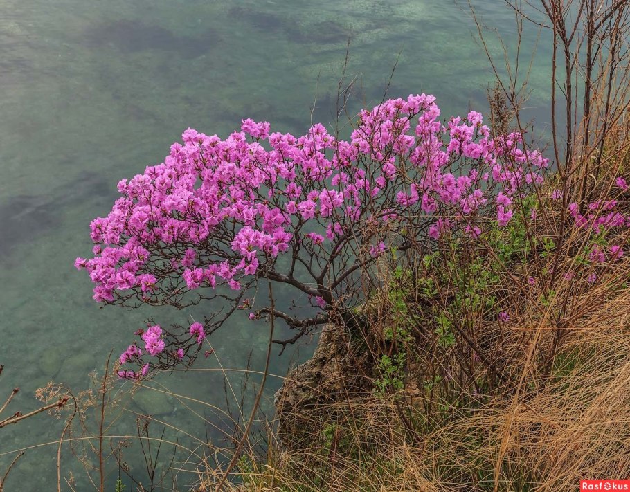 Барбарис Крымский кустарник