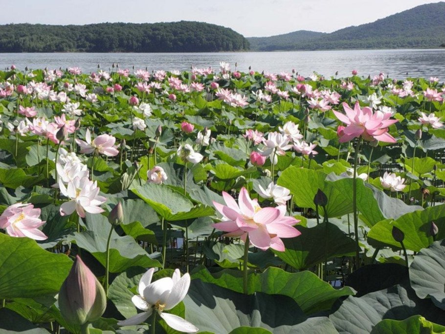 Филлодоце Алеутская и голубая