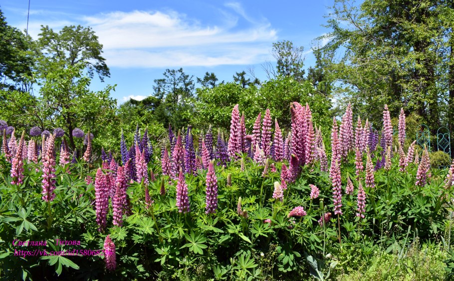 Лимонник китайский Лиана
