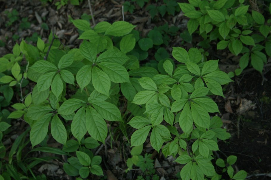 Хохлатка Элата