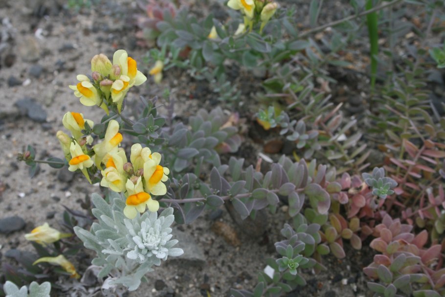 Пионы Лесные Приморье