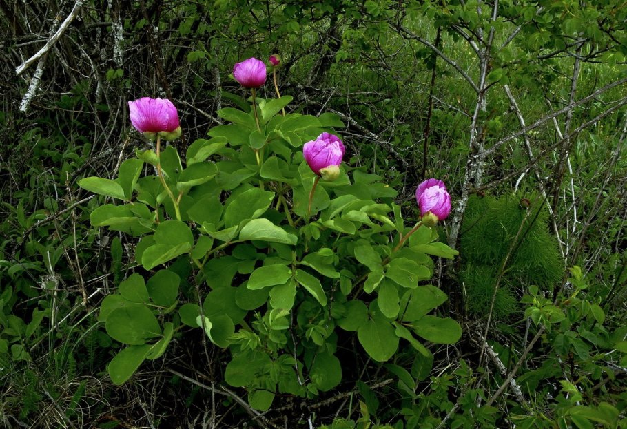 Вьюн дикий виноград