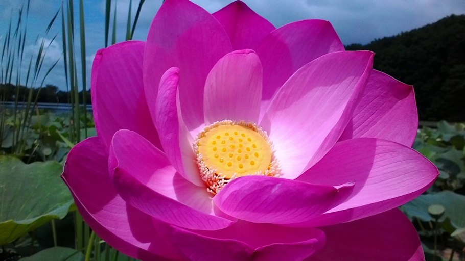 Кедровый стланик Глаука