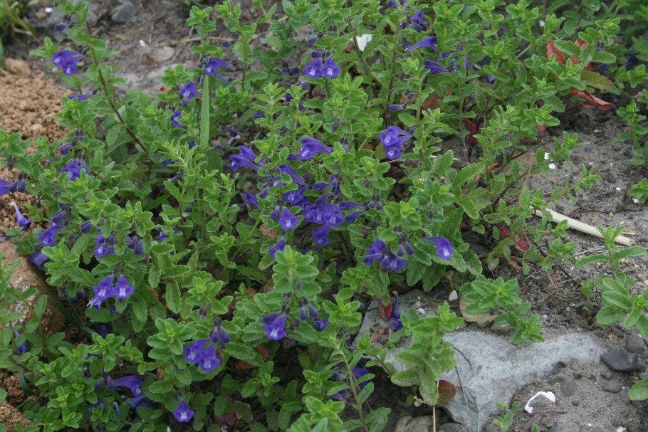 Рододендрон Даурский