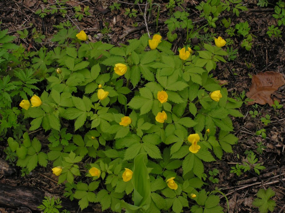 Подснежники пушистые