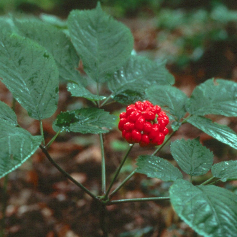 Лилия пенсильванская Даурская Lilium pensylvanicum