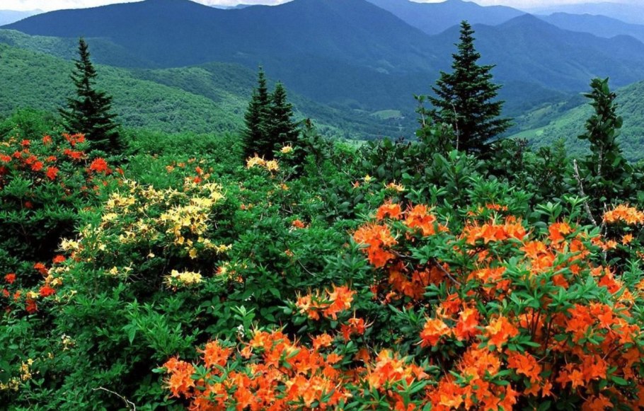 Почвопокровное Михения крапиволистная