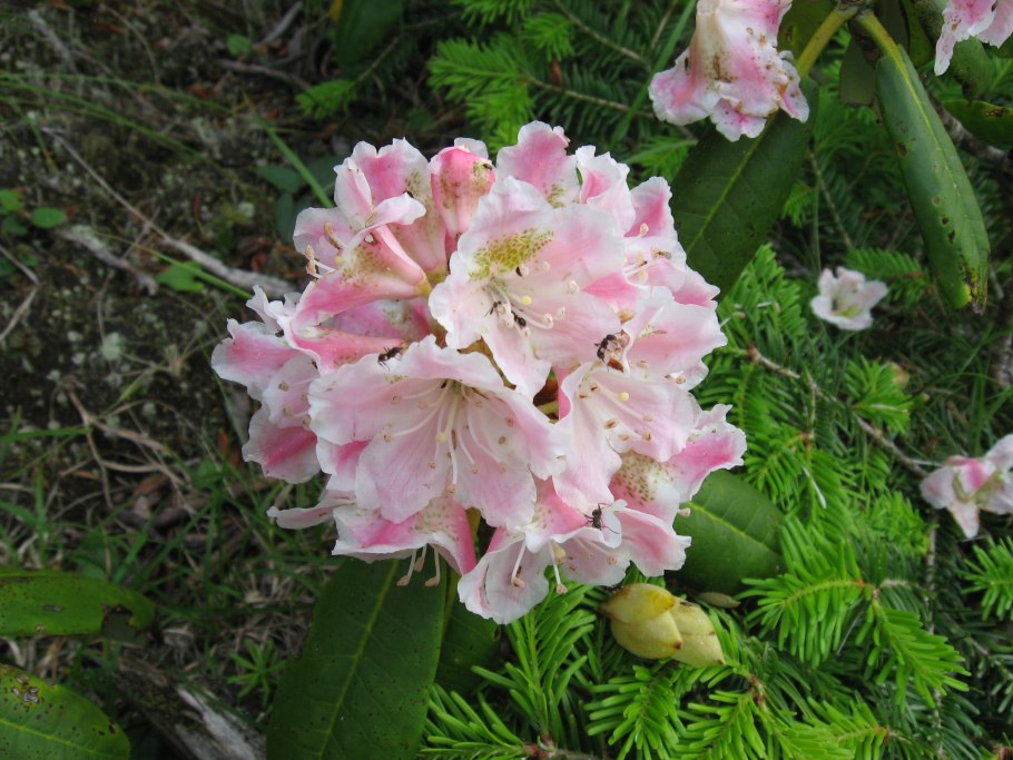 Рододендрон Шлиппенбаха