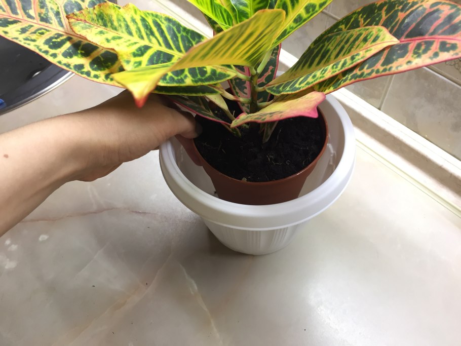 Черенкуем Кротон Кодиеум