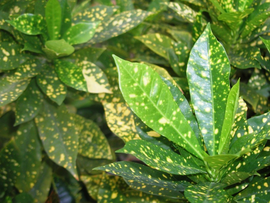 Codiaeum variegatum Кодиеум пестрый