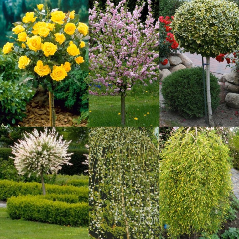 Ирга штамбовая