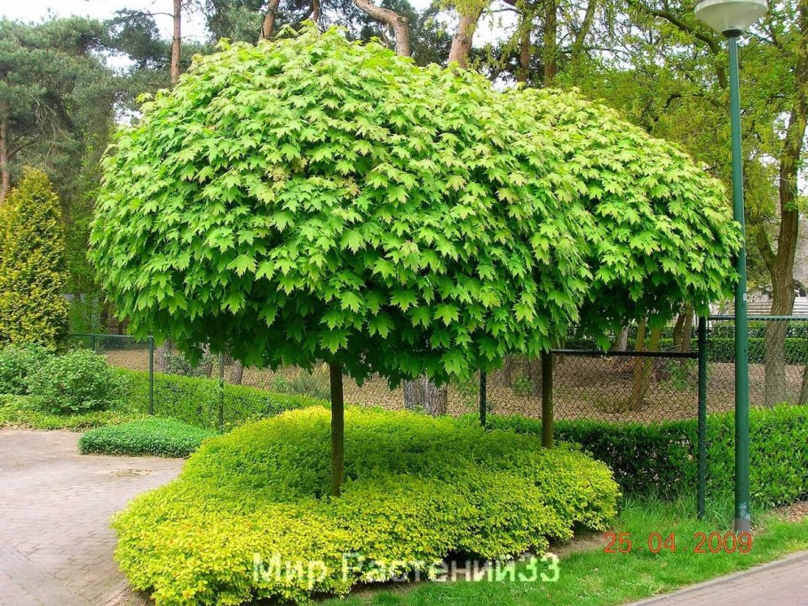 Клен остролистный globosum
