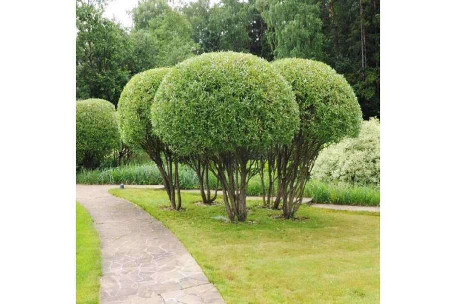 Ива ломкая "шаровидный карлик"