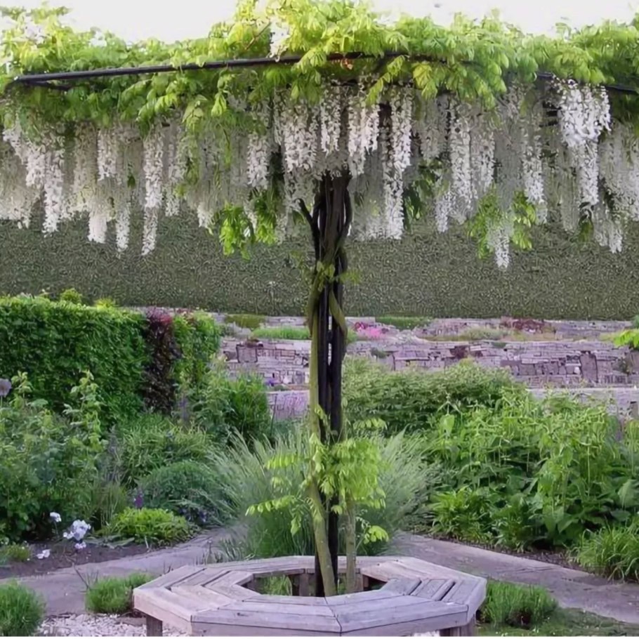 Глициния китайская Альба