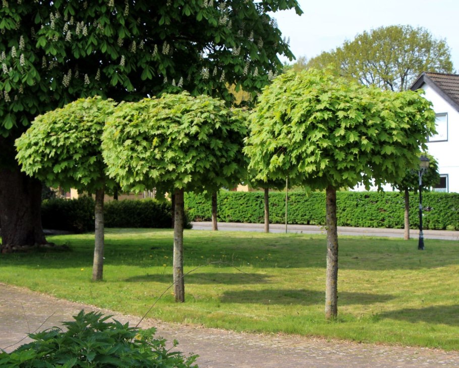 Клен остролистный Глабоза