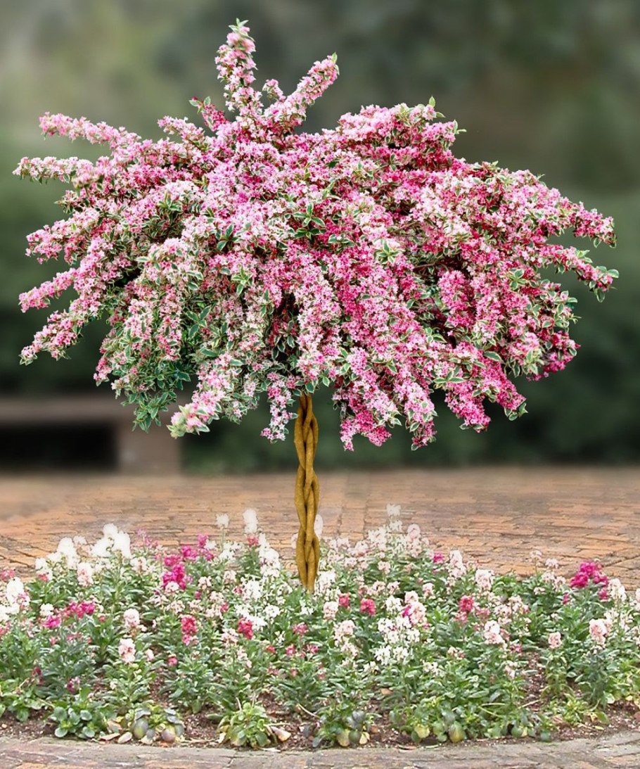 Штамбовая сирень Мейера