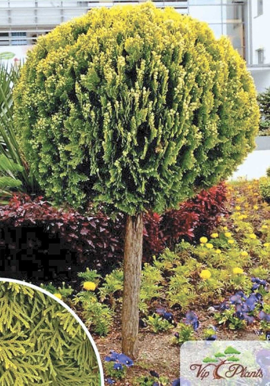 Туя Западная Aureospicata