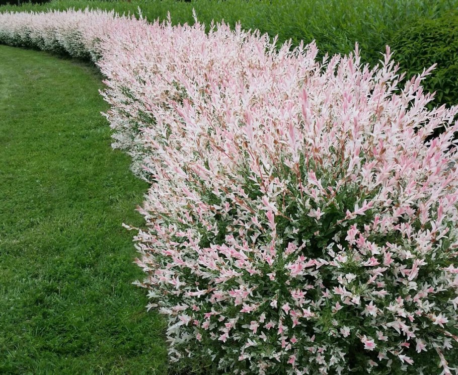 Ива цельнолистная (Salix Integra Hakuro Nishiki)