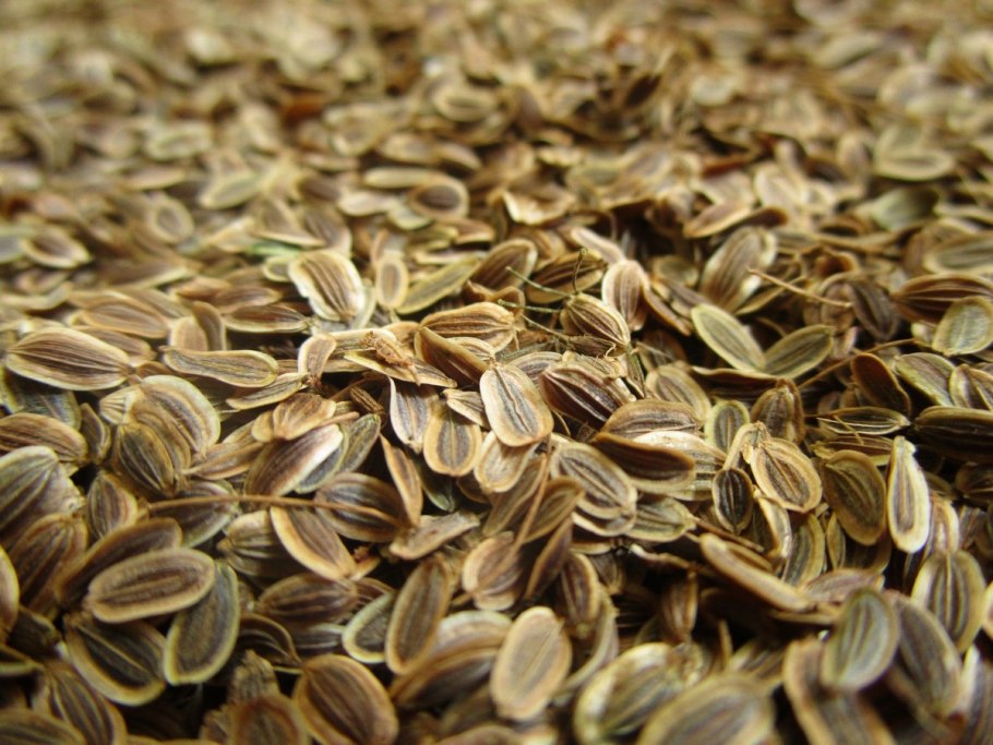 Семена укропа трава