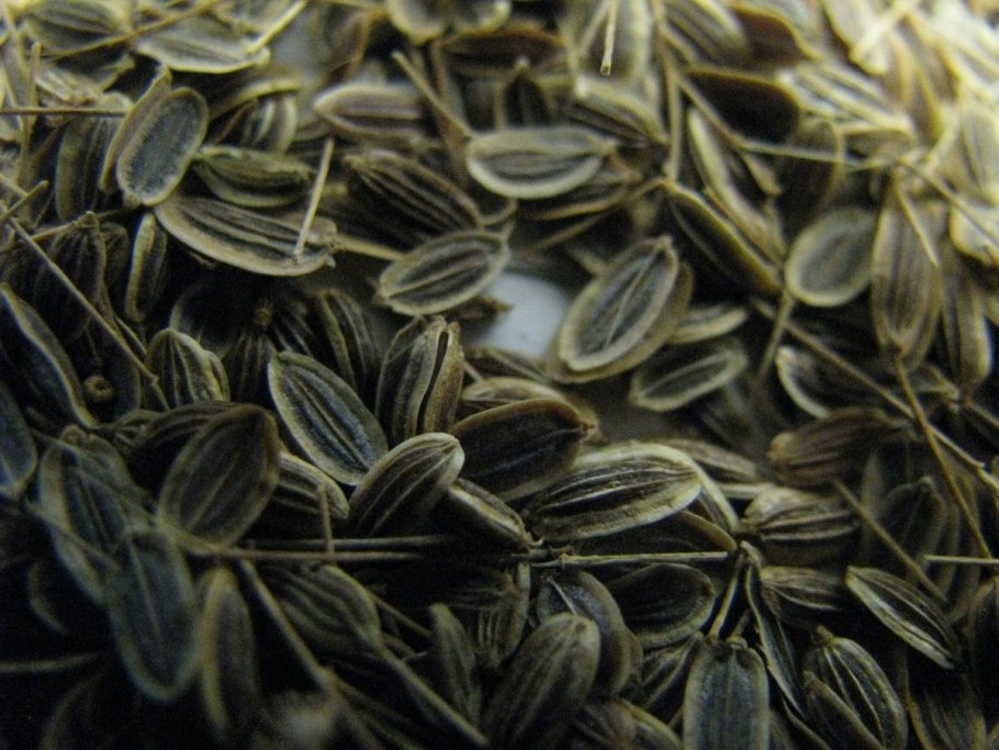 Укроп огородный семена