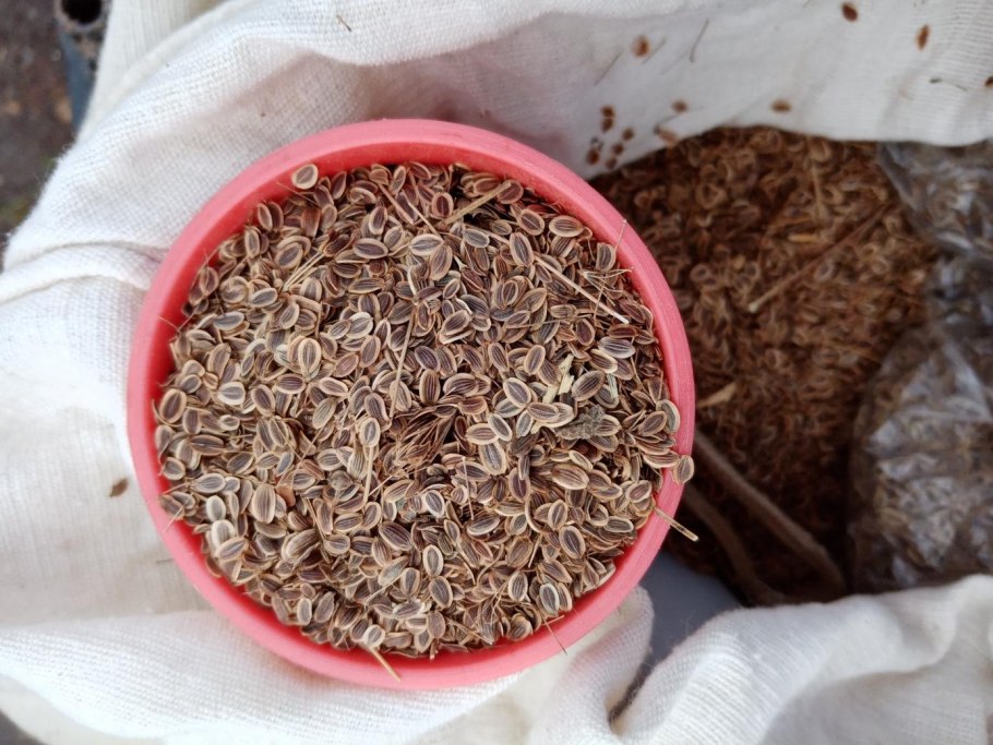 Сбор семян укропа