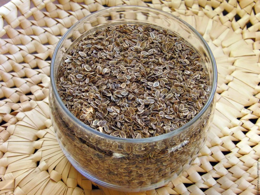 Настой семян укропа