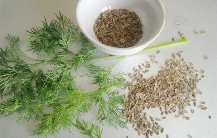 Семена укропа с укропа
