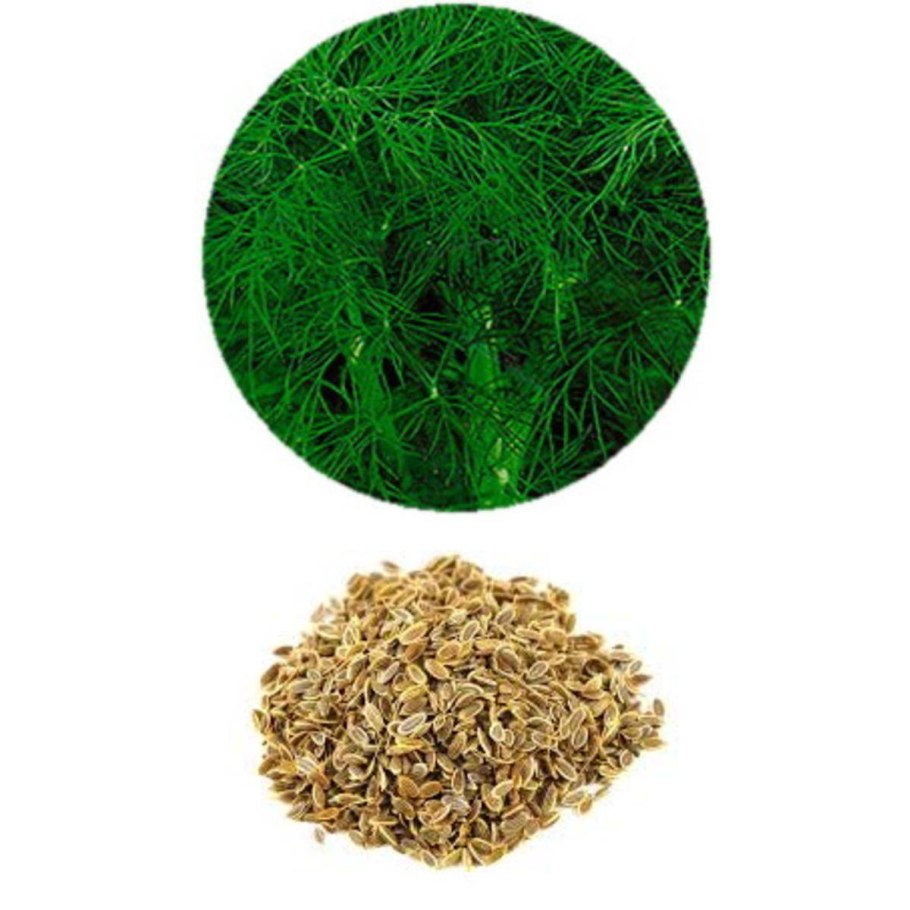 Семена укропа приправа