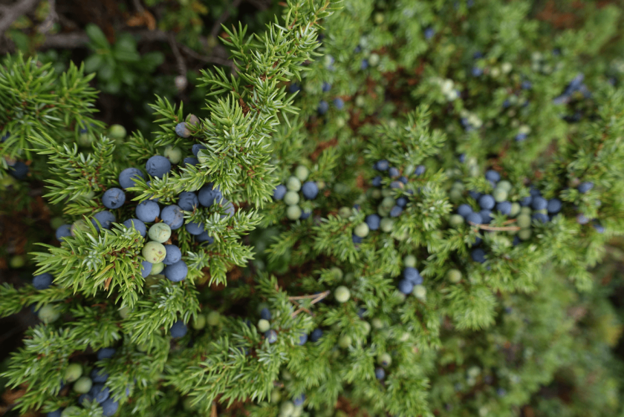 Ягода Красника Сахалинская