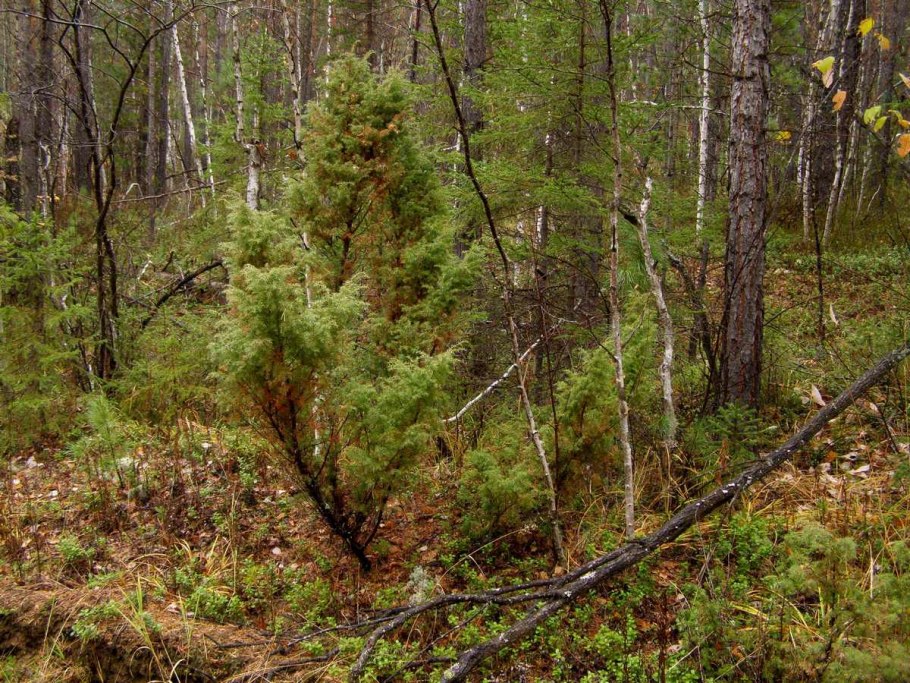 Сибирская ягода брусника