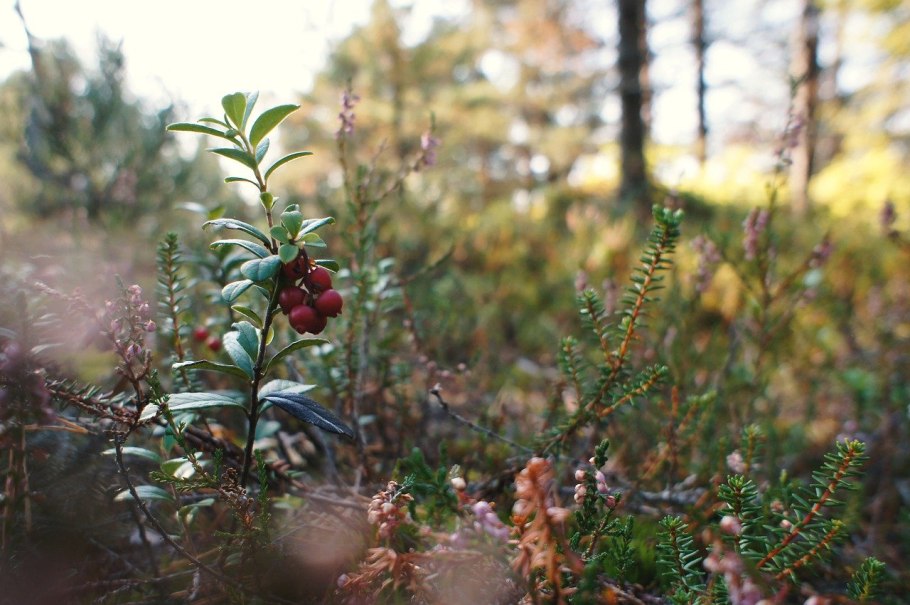 Рябина широколиственный лес